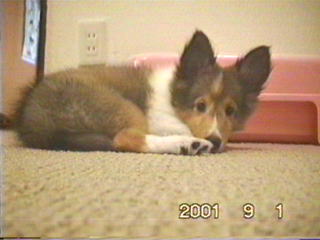 ���I���͖��������H