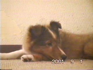 ���A�K���ɂˁB