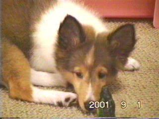 ���I��������ς�E�E�E