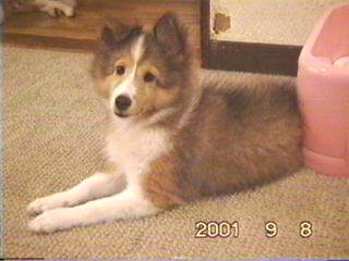 ���A�ǂɌ����I��(�P���P;)