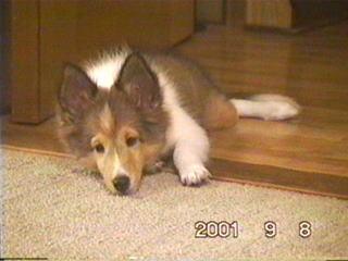 �����ł������݂���(��)