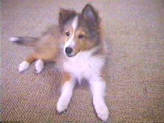 ����ρA���񑩂ł���I