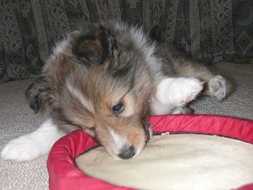 ���C�ɓ����