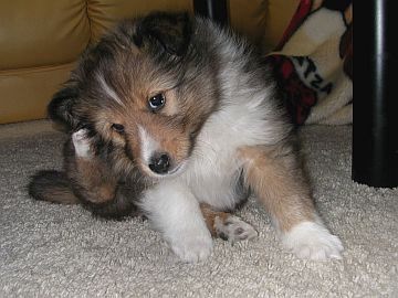 �����͐ߕ�