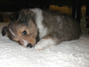 ���j���[���c