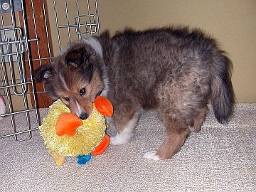 ���ǂ��V��