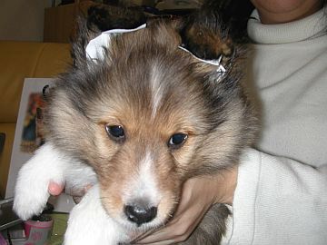 CAPA���o�����Ƀ_�b�R���Ă������