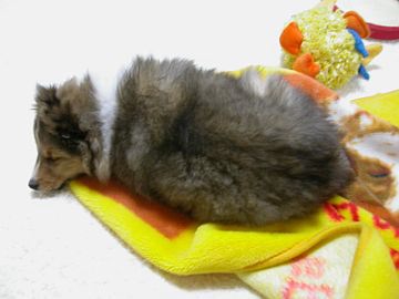 �h���i�g�L�f��