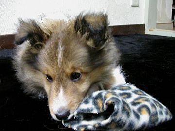 ����Ȃɑ傫���Ȃ�܂����I