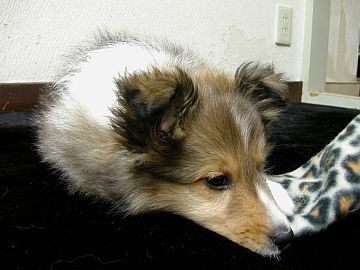 ��������ɂ�