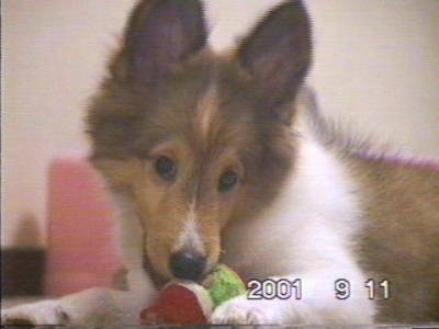 �{�N���{�[����`�D����