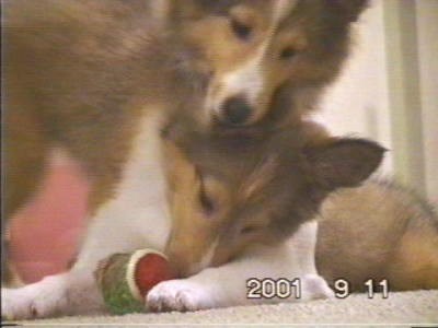 ����Ⴄ���u�p�N�b�I�v