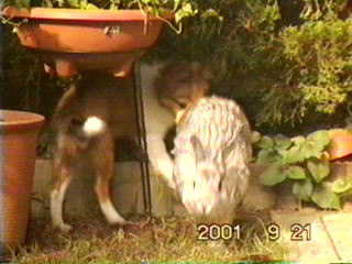 �o�����A�E�e�̂��Ƃ��I����������āI