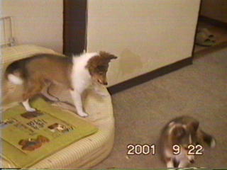 ���b�^�ˁ�i�a�����I���j