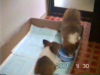 �ށ[�̃e���|�e�[�V�����I