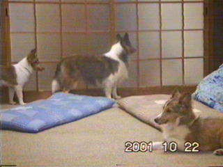 �����ɈႢ�Ȃ��I