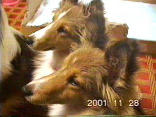 �܂�ꂳ�������݂����E�E�E