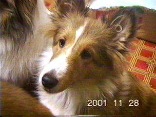 ����Ȋ珉�߂�(��)