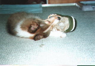 �����ƌ����ԂɃS�~���s���H�I