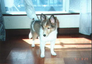 �ꂨ�A�J�[�e���Ɏ����I(��)