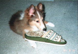 ���ȁI�ށ[����i���j