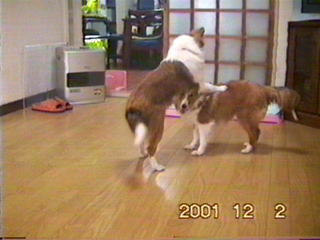 �����A���}�V�^�I�H