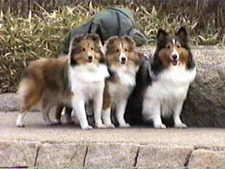 ��{�́A���ꂳ��(��)