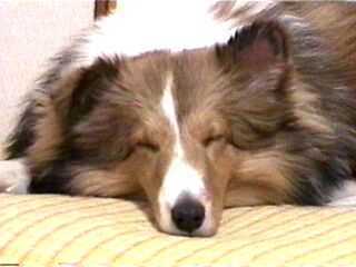 �����`�I�i�Ў������I�j