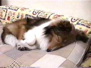 ���₷���