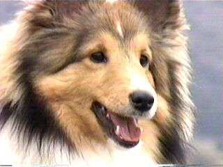 �傫���Ȃ�܂����B