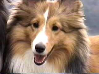 ���l�ł���B(��)