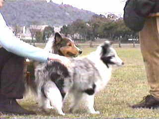 �u�}���ƃ��l�Ǝ��v