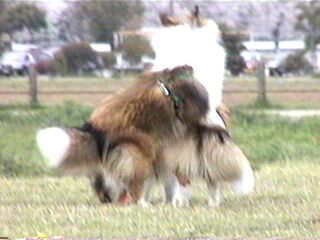 ���̃V�[���I