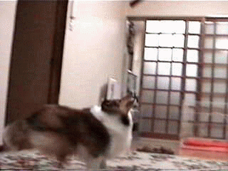 �i�C�X�L���b�`�I