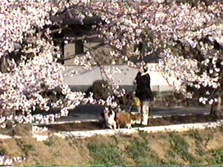 �Ƃ��Ă��L���C�I