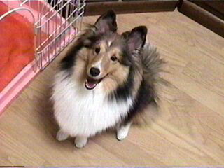 �͂��A�|�[�Y��