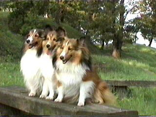 �撣���Ă܁[���B