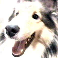 ���X�R������