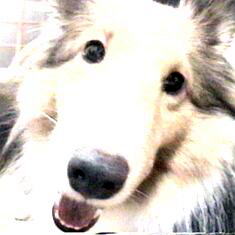 ���X��������