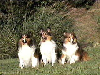 (*�P�[�P)�j�����b�I