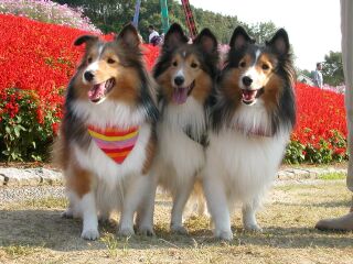 �L���C��