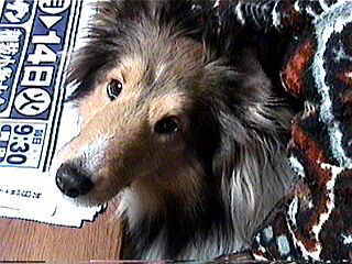 �_�C�V���b�N�I�I