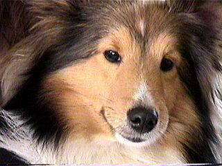 �z���g�̓l�B