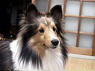 ���̃}�i�U�V�I