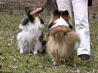 �V�b�|�t���t����