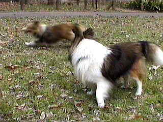 �������u�����A�����v�E���T�C�́B(T-T)