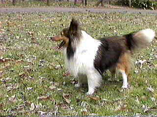 �ꂨ�����C�ɂƂ��邭�炢�B(��)