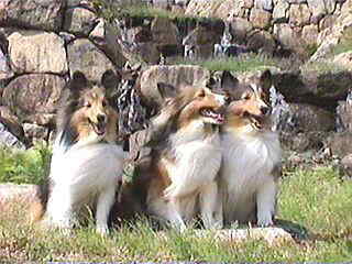 �T�����J�`��i�΁j