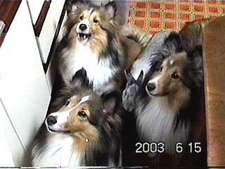 �[�H�̂���`���H