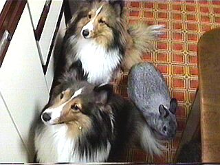 �݂�Ȑ^���i�΁j